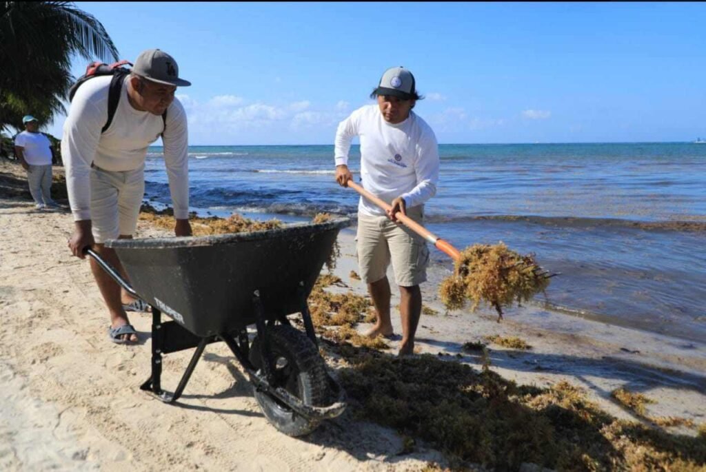 Mantienen limpias las playas en Solidaridad